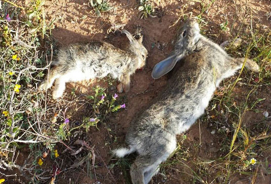 Biólogos de la Universidad de Oviedo diseñan un test para detectar el virus que mata a los conejos